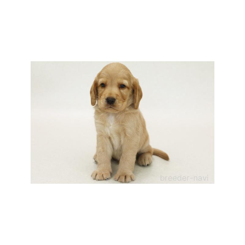 販売中の神奈川県のミックス犬-402961